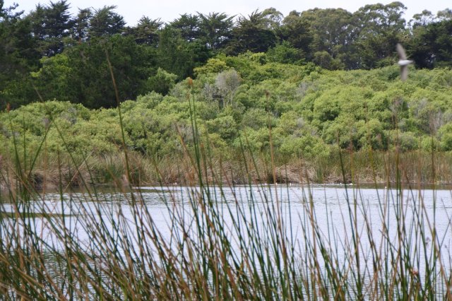 Pond on the trail to viewing area